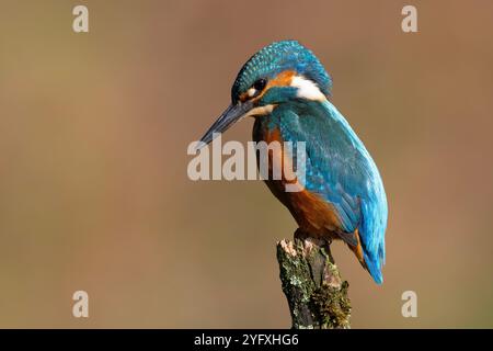 Femelle kingfisher commun perché au soleil, au-dessus d'une rivière Yorkshire. Banque D'Images