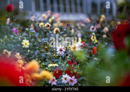 Arbustes de dahlia fleuris colorés prospérant dans le jardin botanique ou le parc. Fleurs de jardin ornementales Banque D'Images