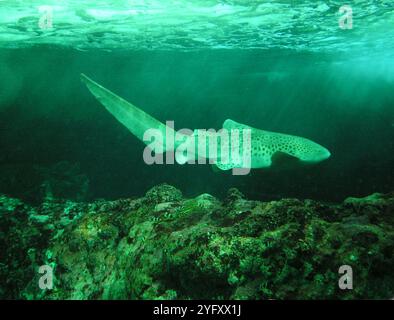 Le requin zébré (Stegostoma tigrinum) est une espèce de requin tapis et est l'unique membre de la famille des Stegostomatidae. Banque D'Images