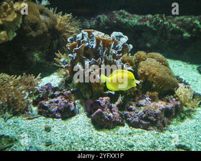 La tang jaune (Zebrasoma flavescens), également connue sous le nom de nageoire à voile citron, tang à voile jaune ou poisson-chirurgien sombre, est une espèce de poisson marin à nageoires rayonnées. Banque D'Images