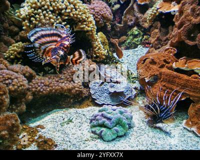 Lionfish Pterois. Pterois est un genre de poisson marin venimeux, communément appelé poisson-lion, originaire de l'Indo-Pacifique. Banque D'Images