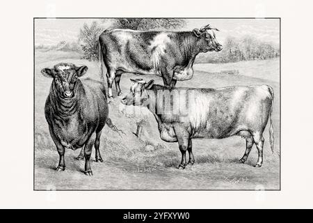 Shorthorn ou Durham. Illustration de bétail antique tirée d'un livre de bétail de 1887. Banque D'Images