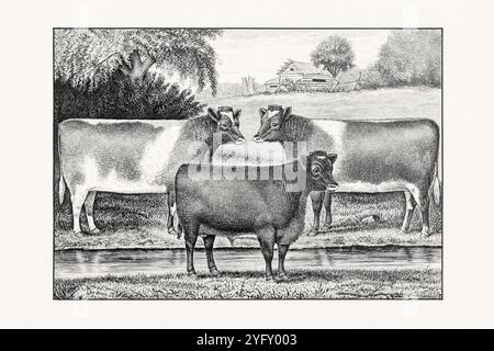 Shorthorn ou Durham. Illustration de bétail antique tirée d'un livre de bétail de 1887. Banque D'Images