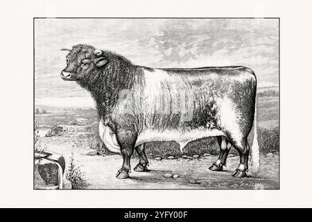 Shorthorn ou Durham. Illustration antique de bétail d'un taureau d'un livre de bétail de 1887. Banque D'Images