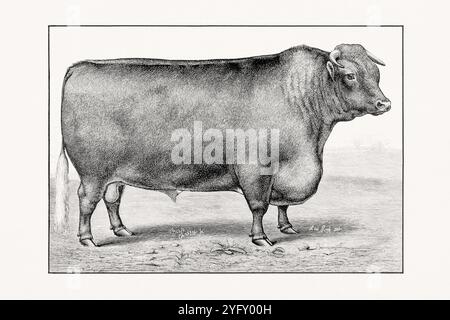 Shorthorn ou Durham. Illustration antique de bétail d'un taureau d'un livre de bétail de 1887. Banque D'Images