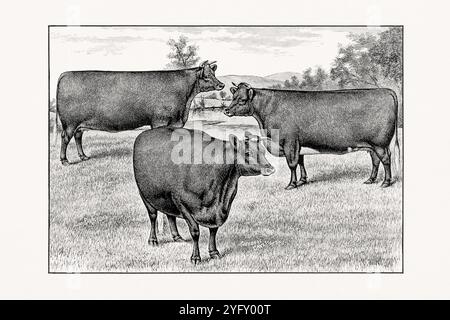 Shorthorn ou Durham. Illustration de bétail antique tirée d'un livre de bétail de 1887. Banque D'Images