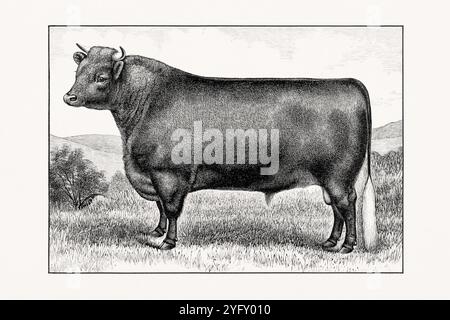 Shorthorn ou Durham. Illustration antique de bétail d'un taureau d'un livre de bétail de 1887. Banque D'Images