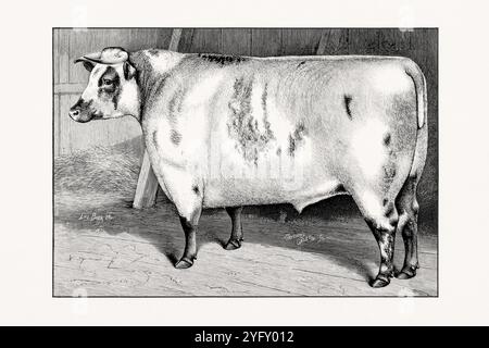 Shorthorn ou Durham. Illustration antique de bétail d'un taureau d'un livre de bétail de 1887. Banque D'Images