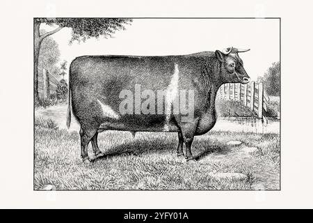 Shorthorn ou Durham. Illustration antique de bétail d'un taureau d'un livre de bétail de 1887. Banque D'Images