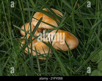 Le trèfle vert luxuriant embrasse un groupe de champignons à chapeau doré, offrant un affichage vibrant de la croissance naturelle des champignons dans un champ verdoyant Banque D'Images