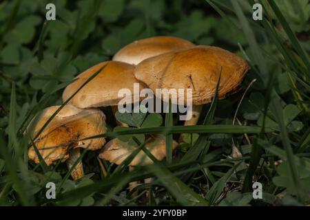 Gros plan naturel d'un groupe de champignons dorés nichés dans une épaisse herbe verte, illustrant la beauté de la végétation du sol forestier Banque D'Images