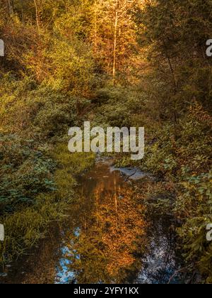 Une scène forestière sereine avec un ruisseau calme reflétant le feuillage d'automne vibrant au coucher du soleil Banque D'Images