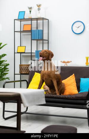 Un salon confortable et accueillant met en valeur un adorable chien se prélassant confortablement sur le canapé Banque D'Images