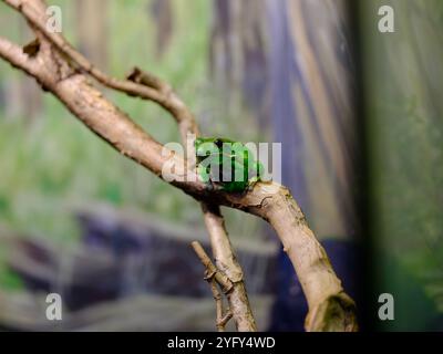 Enchanteresse envoûtante grenouille d'arbre mâle à lèvres blanches d'une beauté vibrante. Banque D'Images