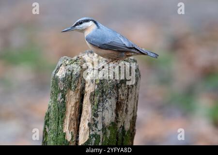 Nuthatch (Sitta europaea) fouillant sur un vieux poteau de clôture en bois Banque D'Images