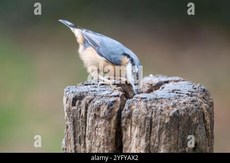 Nuthatch (Sitta europaea) fouillant sur un vieux poteau de clôture en bois Banque D'Images