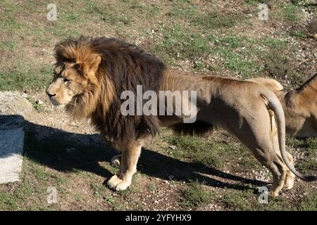 Lion, herbe, zoo - Lion mâle debout dans un enclos herbeux dans un zoo. Banque D'Images