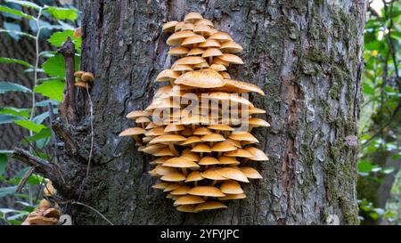 Beaux champignons bruns sur le vieil arbre dans la forêt Banque D'Images