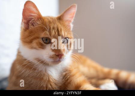 Portrait d'un chat au gingembre avec des taches blanches. PET. Joli petit chat gros plan. Banque D'Images