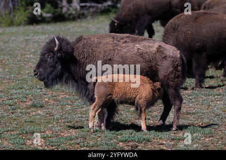 En gros plan, jeune bison américain (bison bison) se nourrissant avec sa mère, sur le plateau nord du Grand Canyon. Autre bison en arrière-plan. Banque D'Images