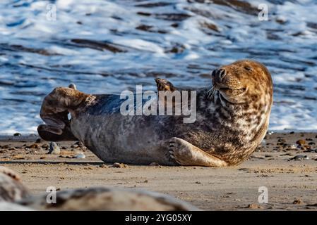 Phoque gris reposant sur la plage de sable de la mer du Nord. Animal sauvage avec une expression de visage drôle, Horsey Gap, North Norfolk, Angleterre, Royaume-Uni Banque D'Images