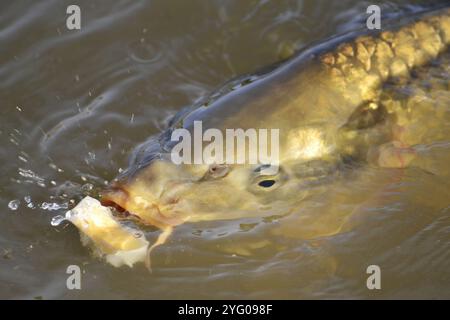 Une carpe commune (Cyprinidae) faisant surface à un barrage à Vierlanden, Durbanville en Afrique du Sud. Banque D'Images