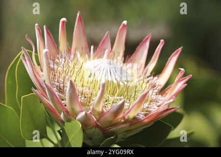 Un insecte pollunisant une fleur de Protea de Roi rose (Proteaceae) au jardin botanique de Franschhoek dans le Cap occidental de l'Afrique du Sud. Banque D'Images