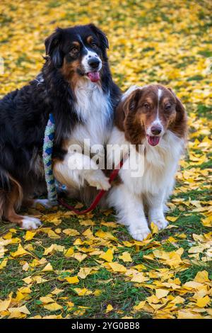 Deux bergers australiens posent pour des photos au milieu des feuilles jaunes des arbres ginko en automne. Banque D'Images