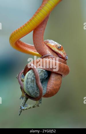 Bébé boiga rouge mange un lézard Banque D'Images