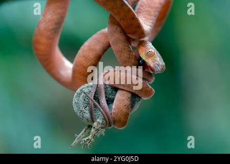 Bébé boiga rouge mange un lézard Banque D'Images