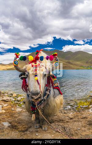 Yak tibétain blanc décoré au lac Yamdrok au Tibet, Chine. Ciel bleu avec espace de copie Banque D'Images