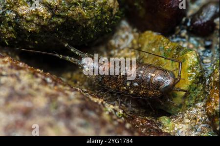 Gros plan d'un Sea Roach naviguant sur des rochers dans la zone intertidale, mettant en valeur son corps segmenté et ses antennes délicates, la macro photographie et n'en ont pas Banque D'Images