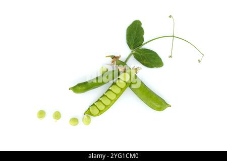 Gros plan d'une gousse de pois et de quelques pois isolés sur fond blanc. La gousse de pois est ouverte et révèle plusieurs petits pois verts ronds à l'intérieur Banque D'Images