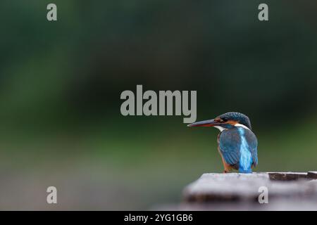 Un martin-pêcheur commun ou eurasien (Alcedo atthis) perché sur une poutre en bois dans un parc de Kanagawa, au Japon. Banque D'Images