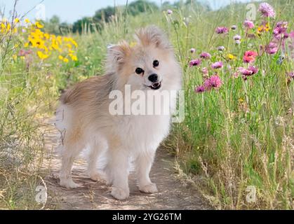 Spitz japonais in front of white background Banque D'Images