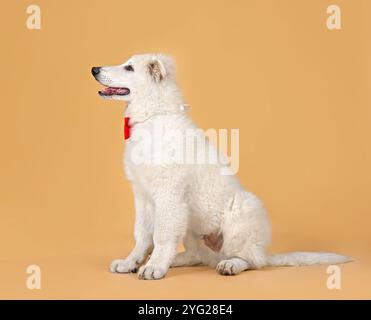 Jeune chien berger suisse blanc en cravate rouge assis sur fond orange Banque D'Images