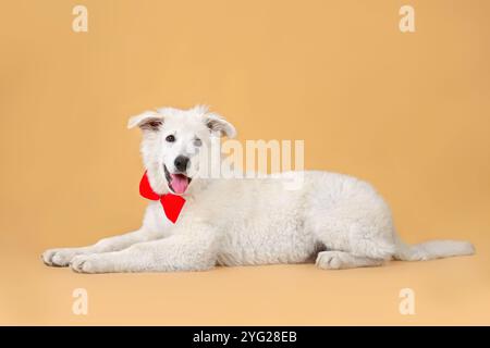 Photo studio du beau jeune berger suisse blanc chien reposant sur fond orange Banque D'Images