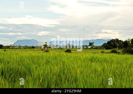 Champ de riz dans un fond de colonies, paysage vallonné, et Bukit Tilung, une montagne sacrée dans le système de croyance des communautés Dayak à Bornéo. Banque D'Images