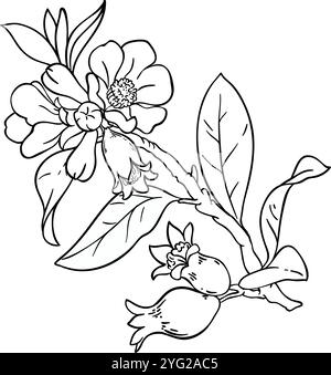 Illustration du contour isolé de branche de grenade Illustration de Vecteur