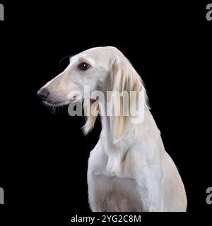 Portrait du magnifique Saluki ou kazakh greyhound Tazy isolé sur un fond noir Banque D'Images