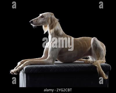 Blanc beau Saluki ou kazakh greyhound Tazy isolé sur un fond noir Banque D'Images