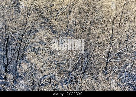 Hoarfrost sur les branches d'arbres dans une forêt Banque D'Images