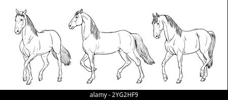 Beaux chevaux. Dessin de chevaux en mouvement. Dessin équin à colorer. Banque D'Images