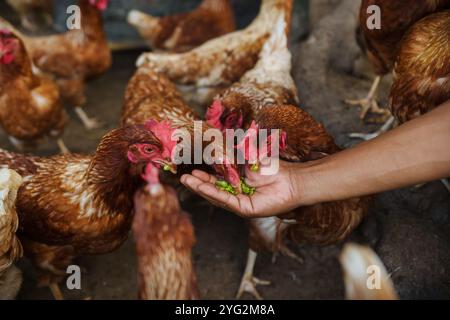 nourrir à la main le poulet brun ou la poule pond des œufs avec du grain dans la ferme rurale Banque D'Images