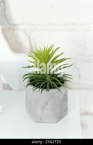 Plante d'intérieur verte de la famille aloy vera, plantée dans un vase gris, qui s'intègre bien à l'intérieur de la pièce Banque D'Images