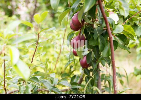 Groupe de poires douces appétissantes rouges poussent et mûrissent sur un arbre dans un beau jardin fruitier sur fond vert Banque D'Images