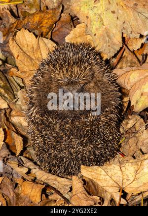 Le Hedgehog est un visiteur bien connu et aimé des parcs et jardins. Ils ont une couche protectrice de plusieurs milliers de colonne érectile Banque D'Images