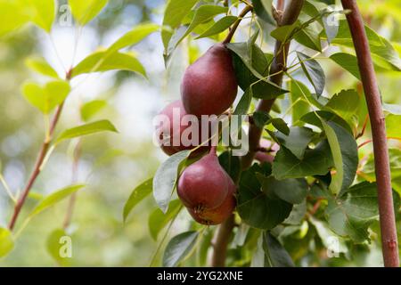 Les poires douces appétissantes rouges poussent et mûrissent sur un arbre dans un beau jardin fruitier sur fond vert Banque D'Images