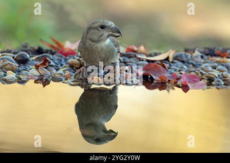 Jeune bec-croisé rouge buvant à un point d'eau à l'intérieur d'une forêt méditerranéenne par un jour nuageux d'automne Banque D'Images