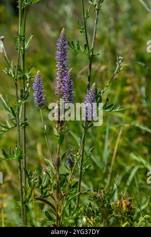 Veronica spicata Spiked speedwell syn. Pseudolysimachion spicatum est une espèce de plante à fleurs de la famille des Plantaginacées. Banque D'Images